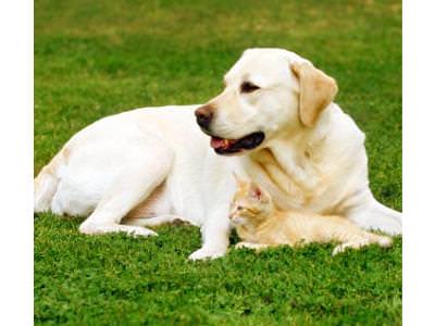 Puppy Guide