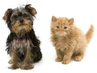 Flea Treatment