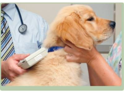 What Does A Microchip Feel Like In A Cat What Does A Microchip Feel Like In A Cat