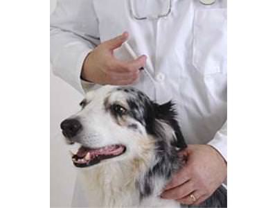 Vaccinations For Animals. Vaccinations For Animals