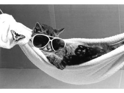 http://www.vetedit.com/clientFiles/images/advice/Cat-wearing-sunglasses-lies-in-a-hammock-R-diger-Poborsky-200537_129137641037750000.jpg