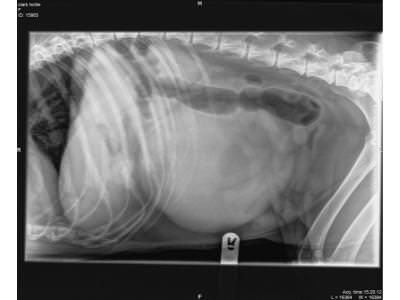 Radiograph of Hollies abdomen