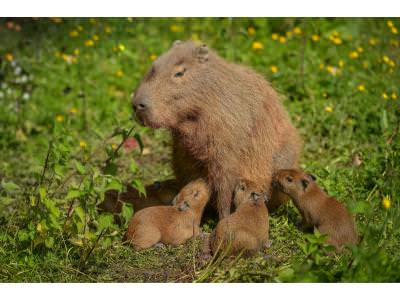 Capybara Births at Chester Zoo Captured on Film