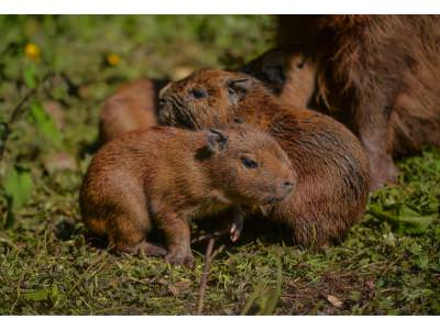 Capybara babies