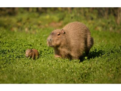 World’s largest rodent born at Chester Zoo 