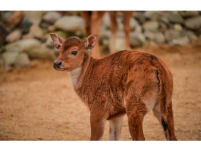 Banteng Birth at Chester Zoo Boosts Conservation o