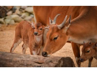 Baby Jasmine with Mum