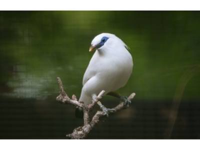 Chester Zoo Working to Save Endangered Birds