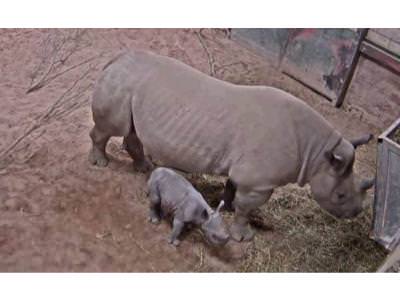 Black Rhino Birth Captured on Chester Zoo CCTV 