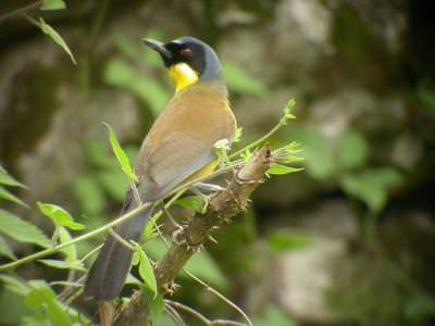 Blue Crowned Laughing Thrush