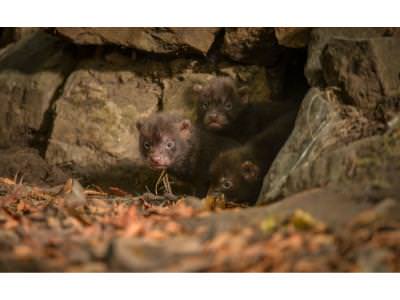 Bush Dog pups emerge from their den 2