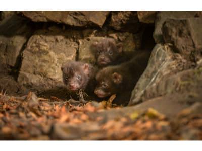 Bush Dog pups emerge from their den 3