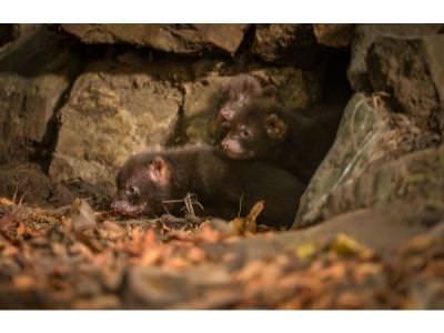 Bush Dog pups emerge from their den 1