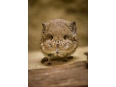 Cheeky Sengis make début at Chester Zoo 