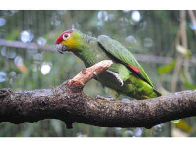 Ecuador Amazon Parrot