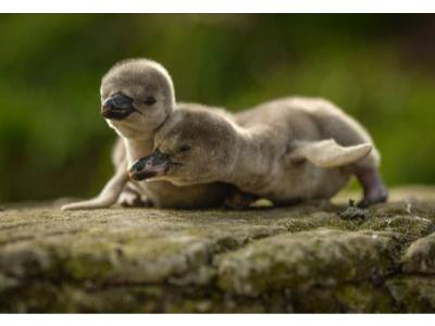 Cracking News as Penguins Hatch at Chester Zoo