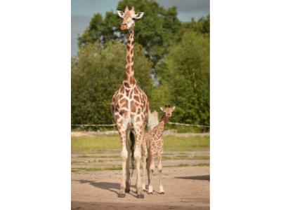 Kidepo, Chester Zoo’s newest giraffe 