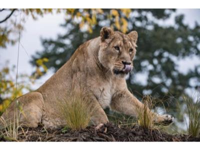 UK’s Largest Habitat for Rarest Lions Opens 