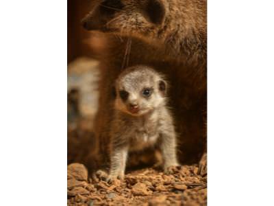 Meerkat Pup