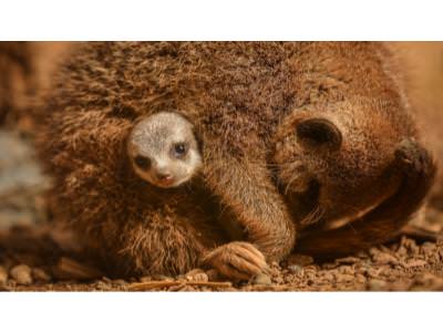 Meerkat Pup with Mum