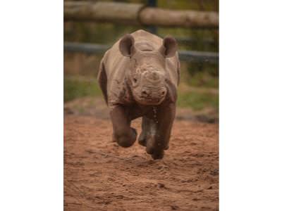 Update on the Baby Black Rhino