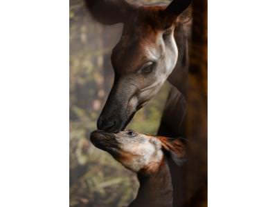 Usala, the Okapi Calf Makes Debut at Chester Zoo