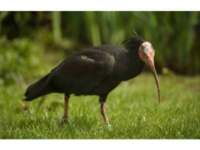 Northern Bald Ibis