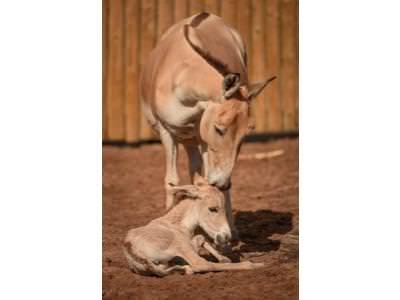 Two rare onager foals born within hours