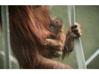 Baby clings to mum, Subis