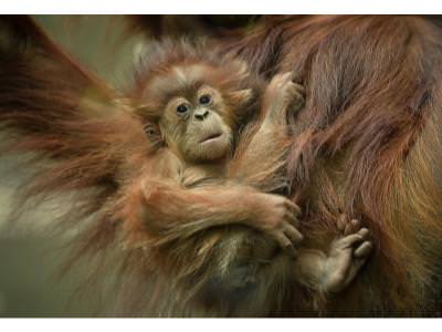 Update on the New Orang-utan Baby at Chester Zoo