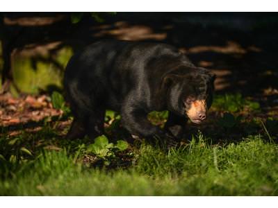 Sun Bears at Chester Zoo