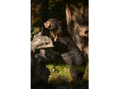 Sun bears enjoying their new home