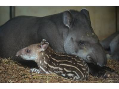 Tapir Baby with Mum