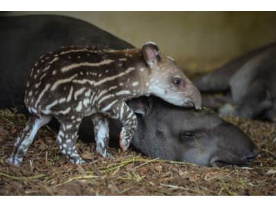 Spotted! A baby tapir born at Chester Zoo takes he