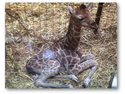 Third giraffe born this year at Chester Zoo