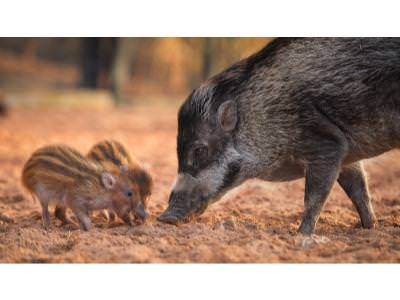 The piglets with their mum