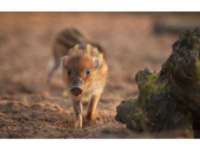 Warty Piglet