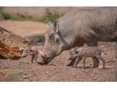 Latest arrivals at Chester Zoo hog the spotlight 