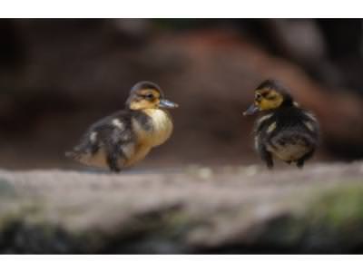 White-wing Ducklings