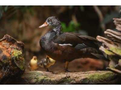 The ducklings with their mother