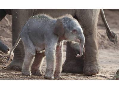 Rare Asian Elephant Born at Chester Zoo
