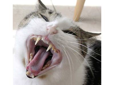 Dental Care