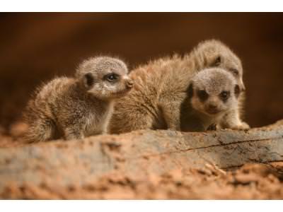 Four playful meerkat pups born at Chester Zoo