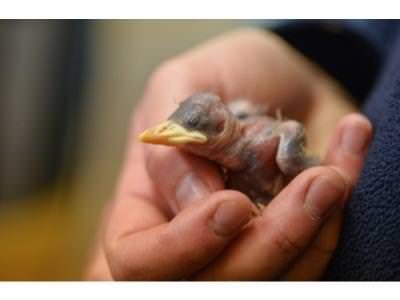 Zookeepers give helping hand to starling chicks