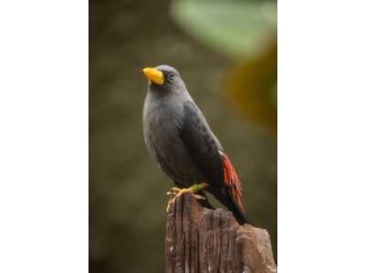 Adult starling 